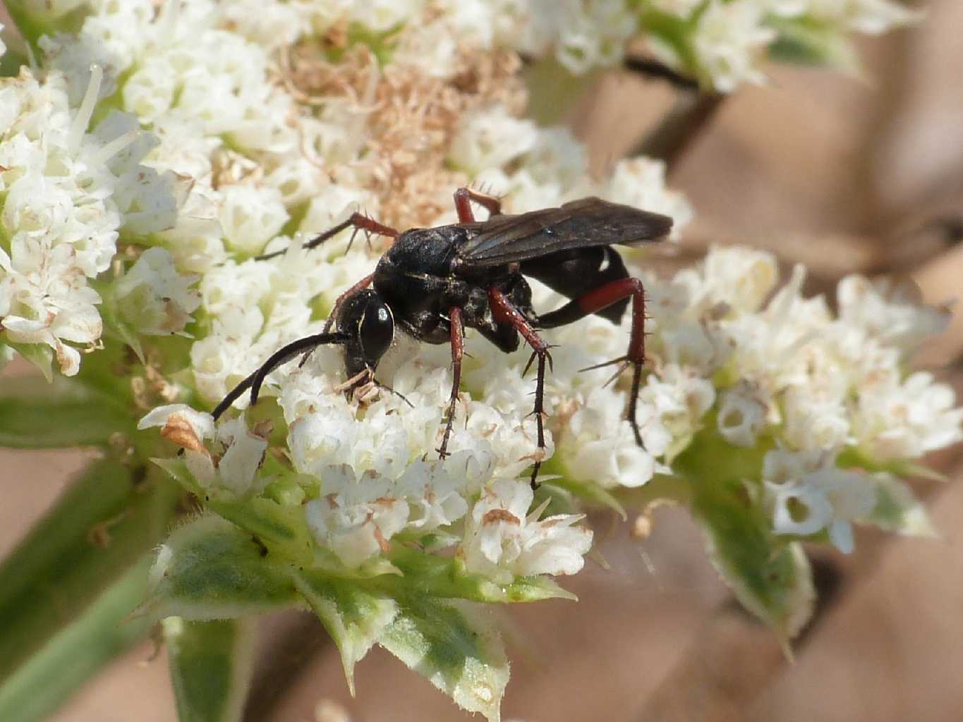 Pompilidae zampe rosse